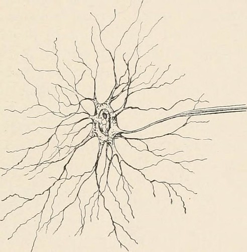 Image from page 30 of "The nervous system and its conservation" (1914)