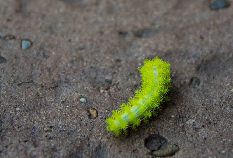 Toxic Caterpillar