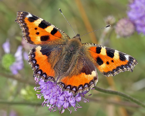 butterfly insect small tortoiseshell lepidoptera