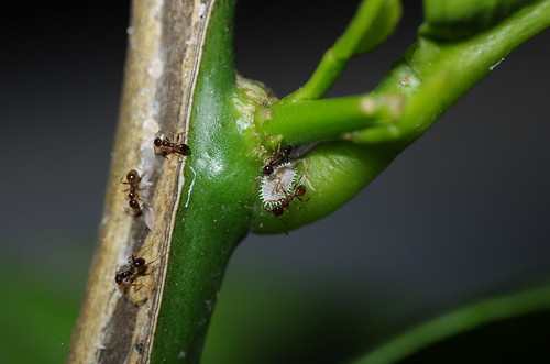 熱帶大頭家蟻（Pheidole megacephala），圖片攝影：李鍾旻。