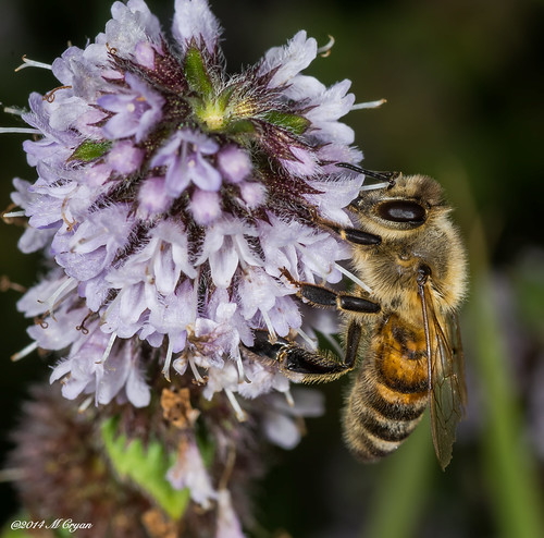 nature wildlife sony insects bee honey wax pollen tamron 90mm honeybee pollenation a77