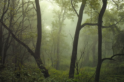 morning trees ohio mist nature fog forest three walnut september cuyahogavalleynationalpark floodplain sooc inthrees