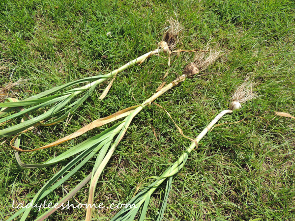 Harvesting-And-Curing-Garlic-10