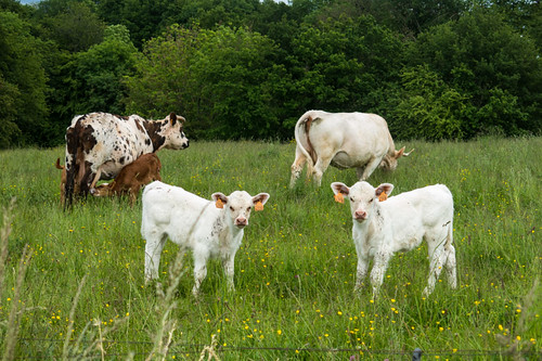 Two white calves posing