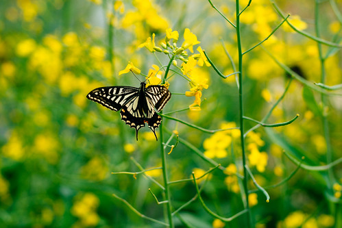 flowers nature zeiss butterfly asian 50mm may korea rape za planar 일산 papilioxuthus planart1450 shallowtail