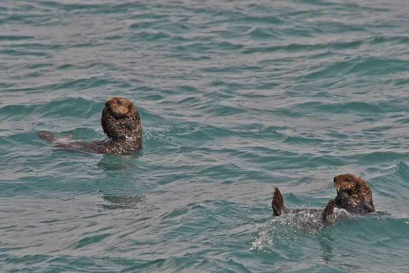 Sea Otter - Kenai Fjords National Park