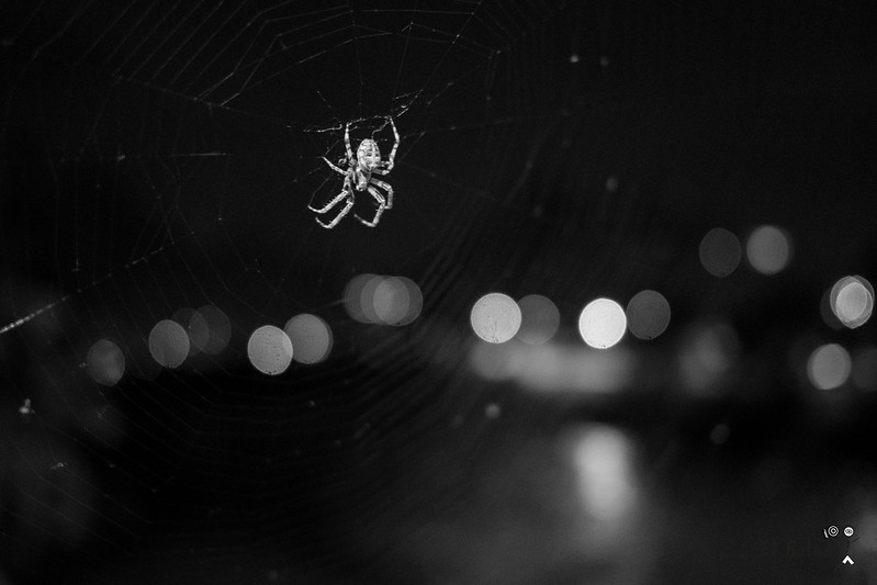 #345 - Bokeh Spider