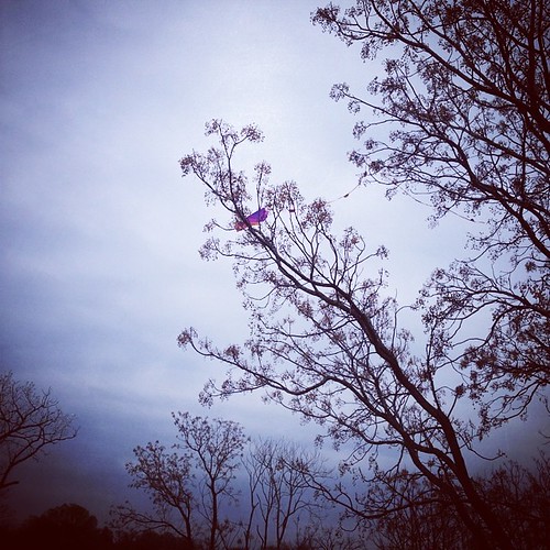 The kite got stuck in the tree.