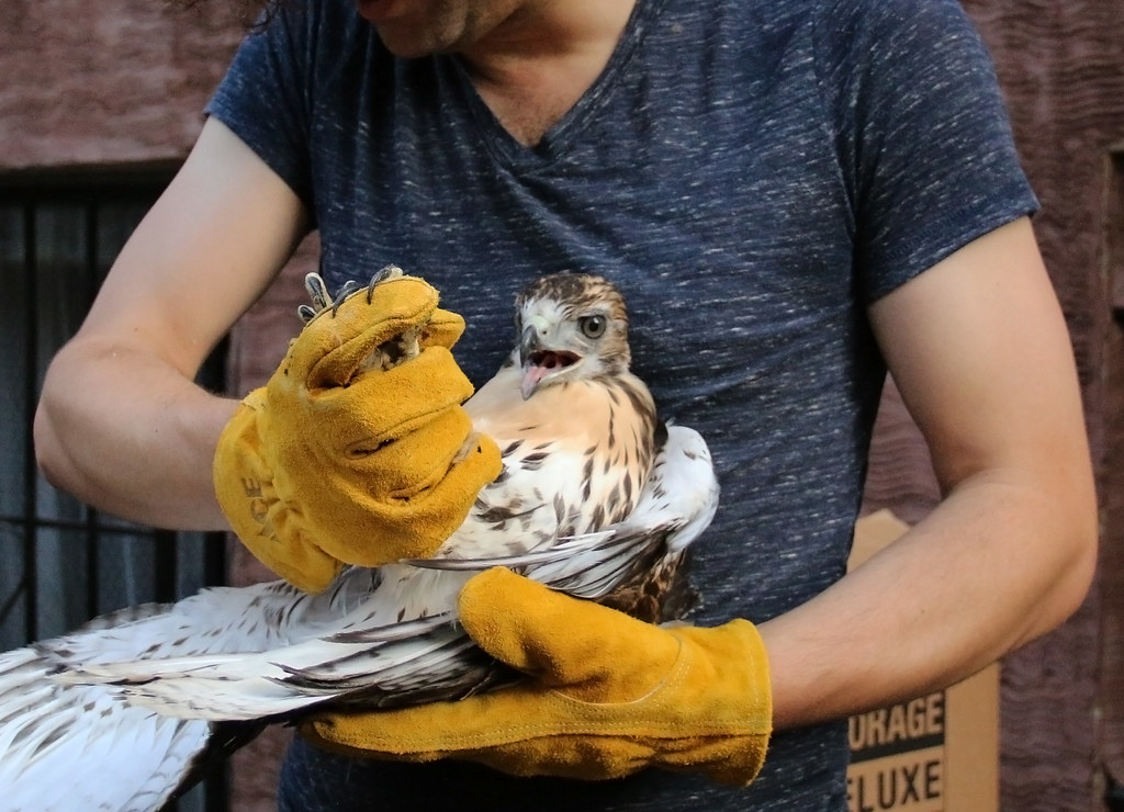 Tompkins Square hawk rescue