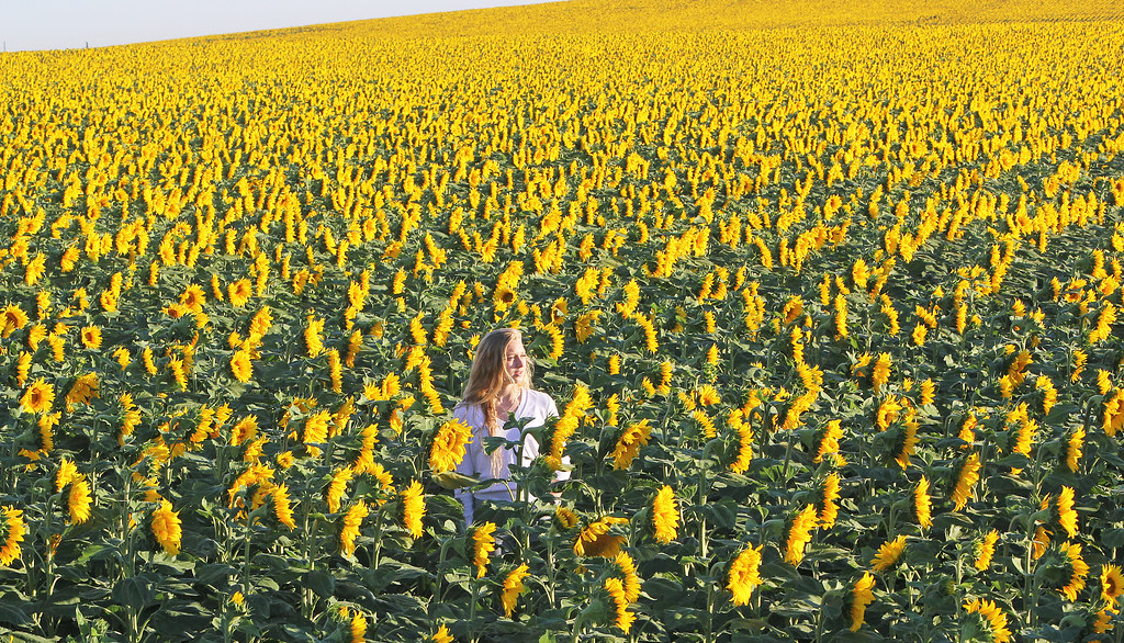 Denver Sunflowers