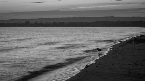 sunset blackandwhite bw ontario canada bird beach water monochrome silhouette contrast nikon brighton waves seagull gull layers 16x9 presquile provincialparks ontarioparks d7100
