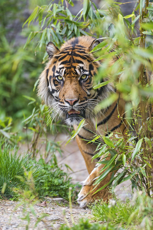 Sumatran tiger coming out of the vegetation