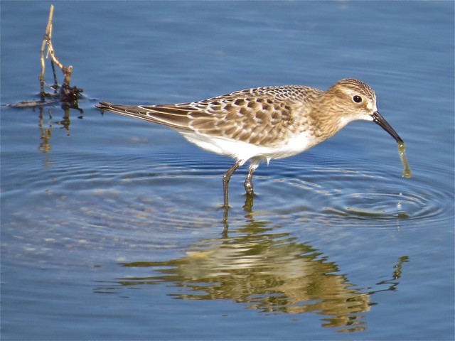 Baird's Sandpiper at El Paso Sewage Treatment Center in Woodford County, IL 03