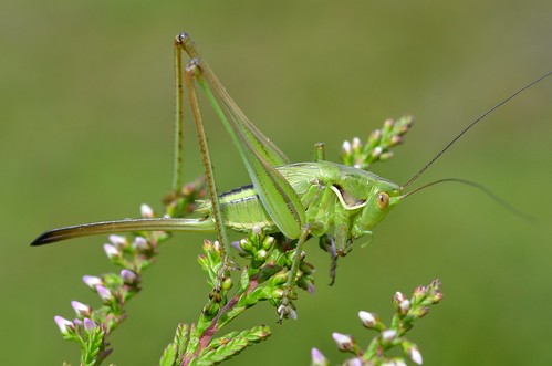 france orthoptera ardèche
