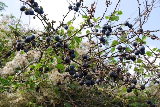 Sloes in the hedgerow.
