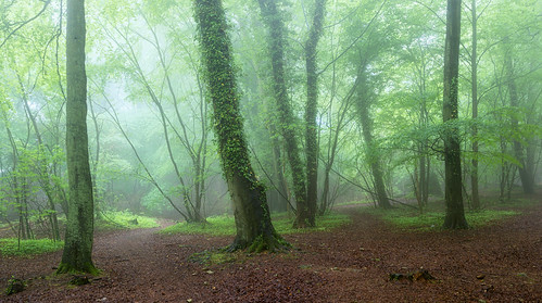trees light mist misty woodland landscape woods nikon broadway cotswolds worcestershire nikkor d610 mistytrees 1635mmf4 jactoll nikonfxshowcase