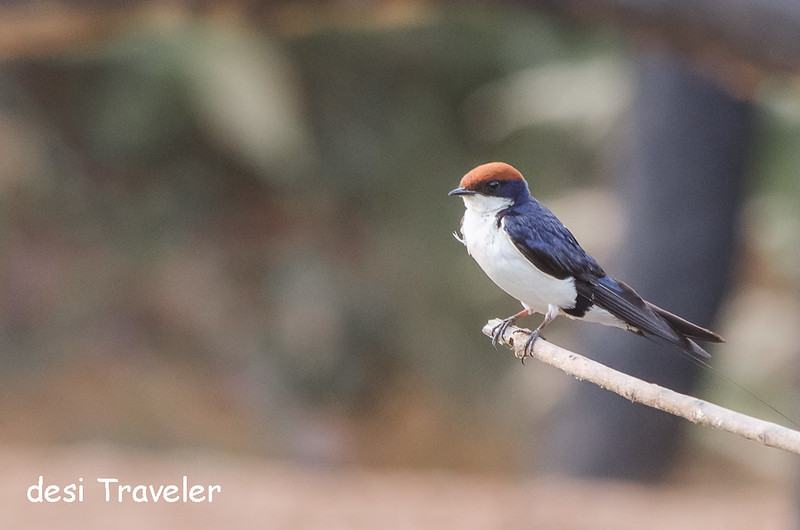 Wire Tailed Swallow - Satpura National Park
