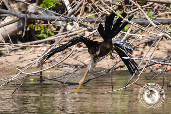 Fishing Bird Brazilian Amazon