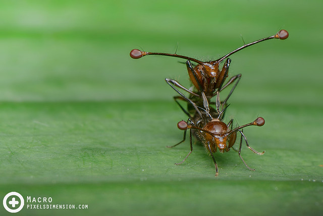 Stalk-eye Flies (Teleopsis sp.) mating