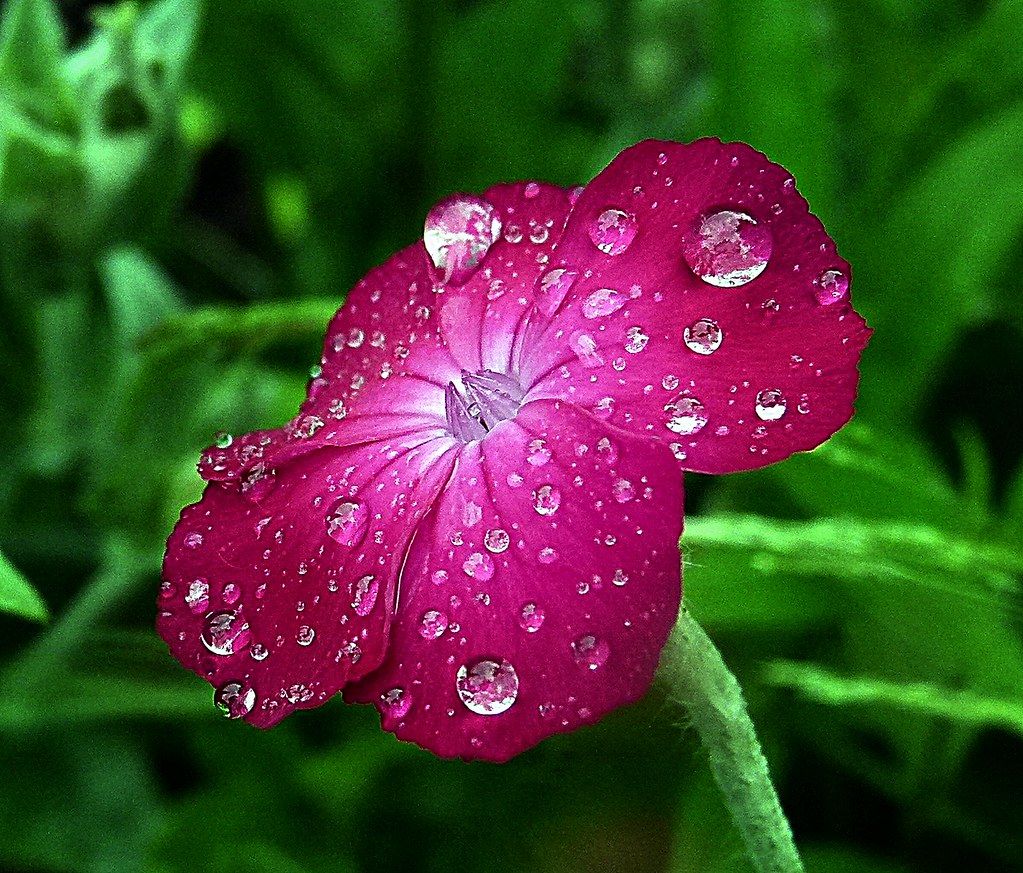 flower in rain drops