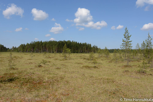 nature finland nikon swamp fi ruovesi siikaneva pirkanmaa d7100 soidensuojelualue