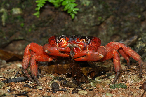 聖誕仿地蟹 (Gecarcoidea natalis) 是聖誕島特有的地蟹類，當數百萬隻紅蟹集體進行生殖遷移時，是地球上動物遷徙的壯觀景象之一。(攝影：施習德)