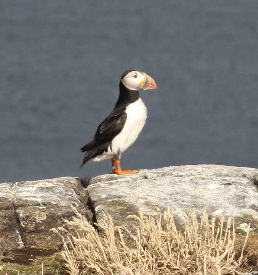 Isle of May Puffin with tracker