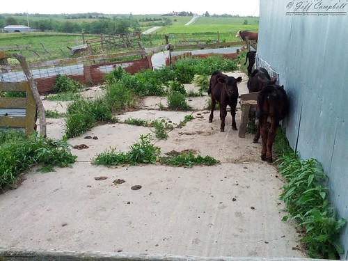 life cow weeds rust cows decay farm farming missouri calf livestock calves hoohaa52 hh52y424