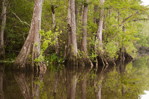 park usa water creek river nikon wasser unitedstates alabama cypress baldwincounty d5000 fisherbray byrneslake