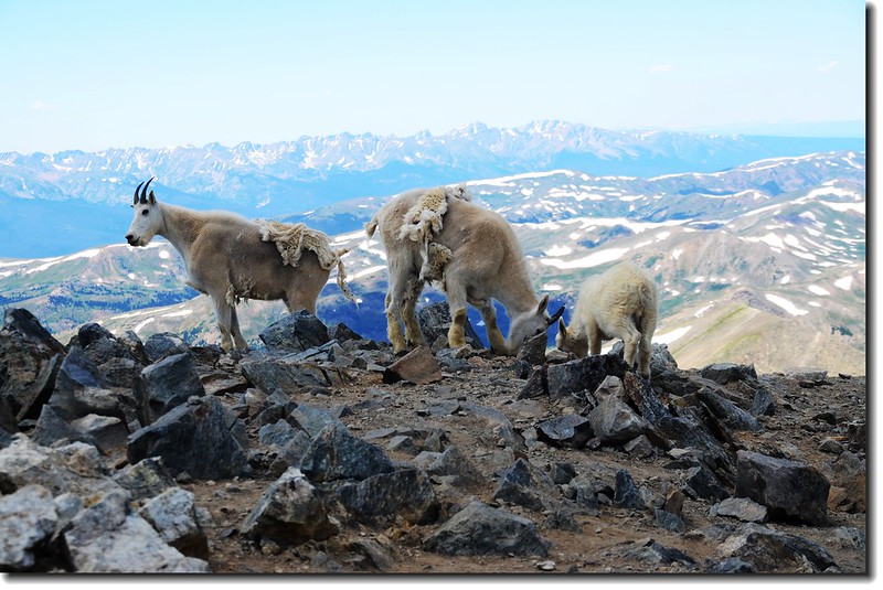 Mountain Goats 3