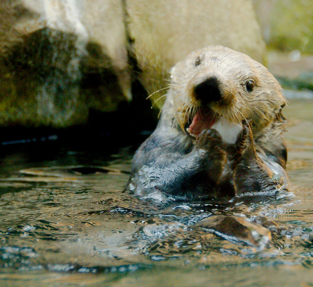 Sea Otter (Enhydra lutris)_1