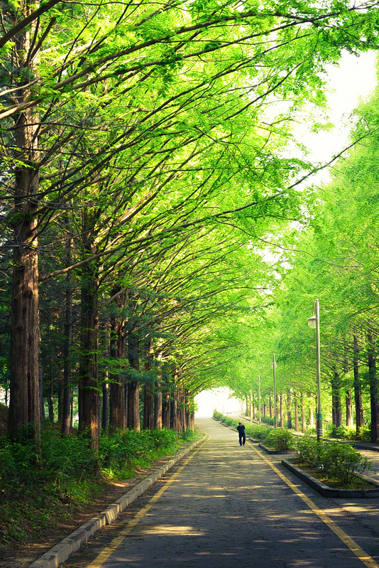 Walking On Tree-lined Street And Praying – WY PICTURES