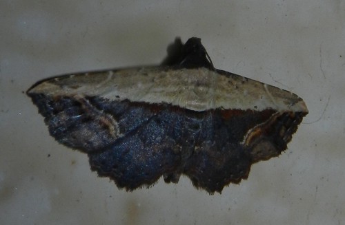 noctuidae philippineslepidoptera taxonomy:binomial=oruzastragulata