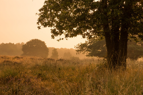 nature netherlands sunrise nederland reserve heath aa drenthe oudemolen zonsopkomst drentsche molenveld