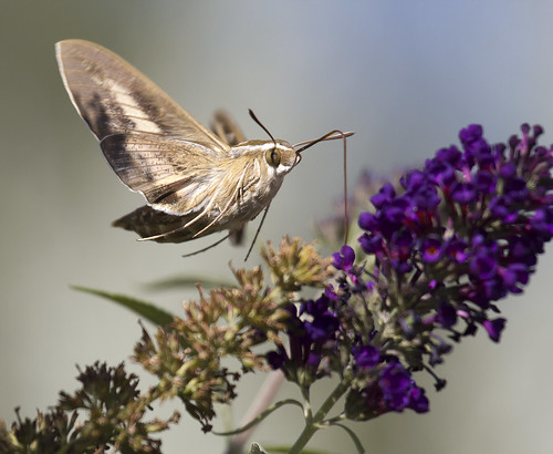 arizona sphinx insect moth hyleslineata sphinxmoth hummingbirdmoth whitelined whitelinedsphinxmoth canont2i