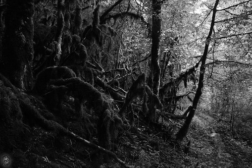 blackandwhite forest landscape blackwhite nikon noiretblanc jura paysage forêt noirblanc sousbois d300s