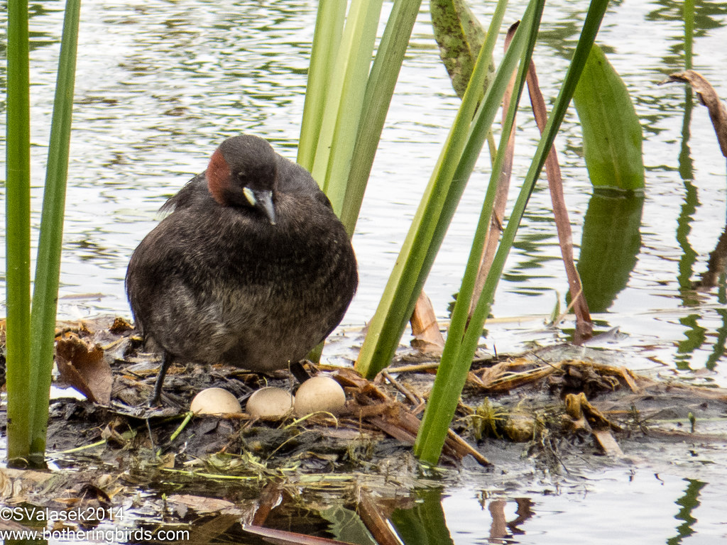 Little Grebe and Eggs