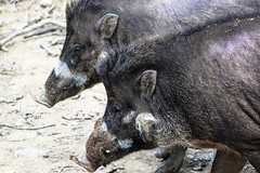 Warthogs at Branfere - Photo of Berric