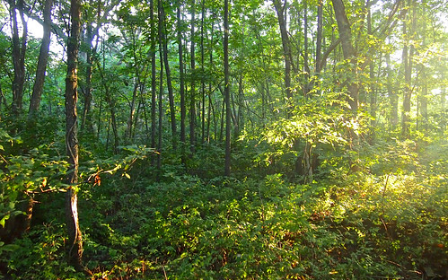 morning trees sunlight green leaves forest sunrise illinois backyard september springfield 2014