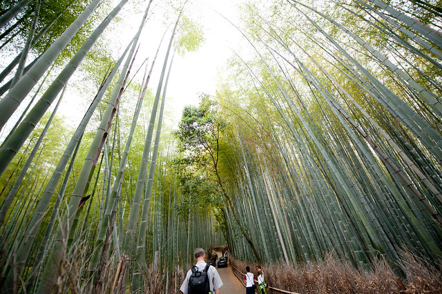 Bamboo Groves