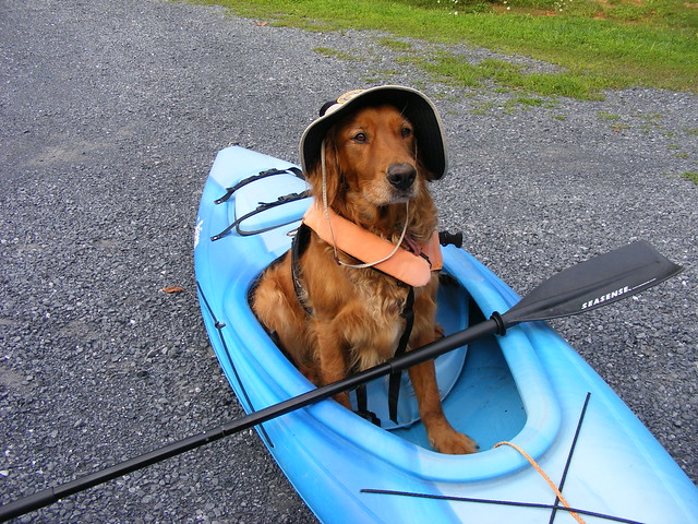 Of course Jake can doggy paddle at Shenandoah River State Bark, Virginia