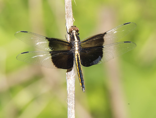 virginia flickr unitedstates insects va williamsburg dragonfliesanisoptera skimmerslibellulidae yrsp kinglibellula