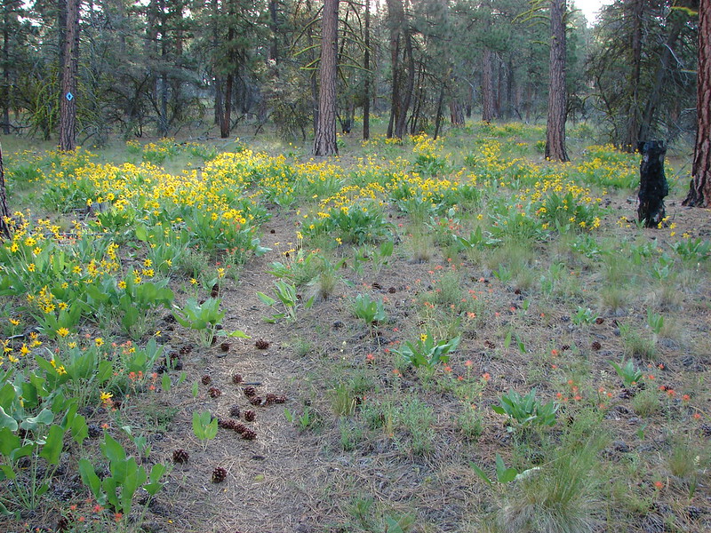 Balsamroot in the Freemont National Forest