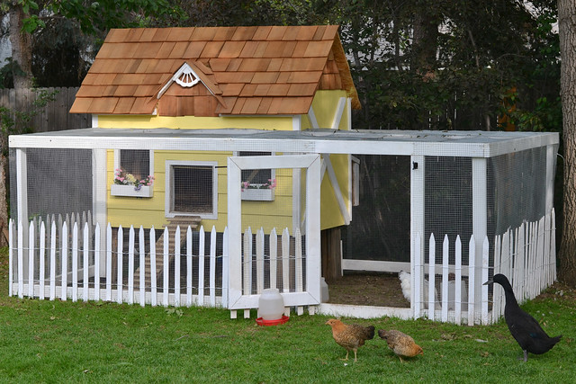 The Little Yellow Coop