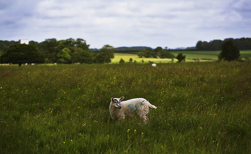 field hall sheep meadow national trust dreamy depth felbrigg