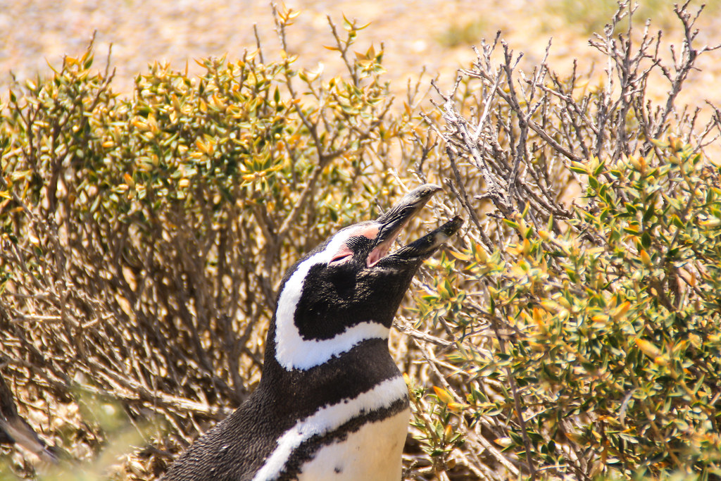 Magellan penguin
