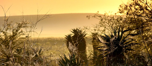 park sunrise national cobwebs westerncape bontebok