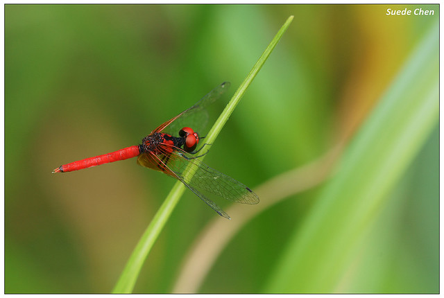 小紅蜻蜓 Nannophya pygmaea Rambur, 1842