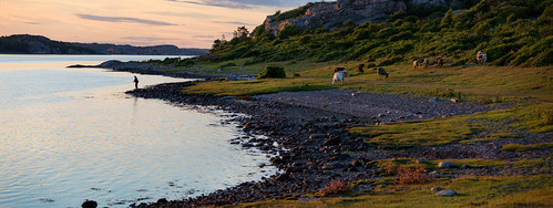 sunset sea summer beach coast cow fishing sweden ko sverige trout bohuslän västkusten fjällbacka västragötalandslän veddö långesjö
