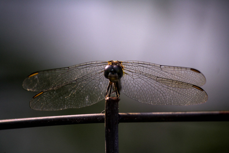 dragonfly face